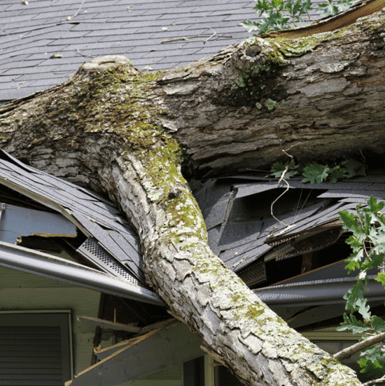 A downed tree on a damaged roof.